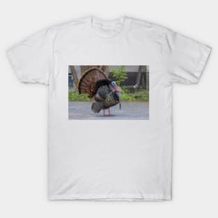 Urban Wild Turkey T-Shirt